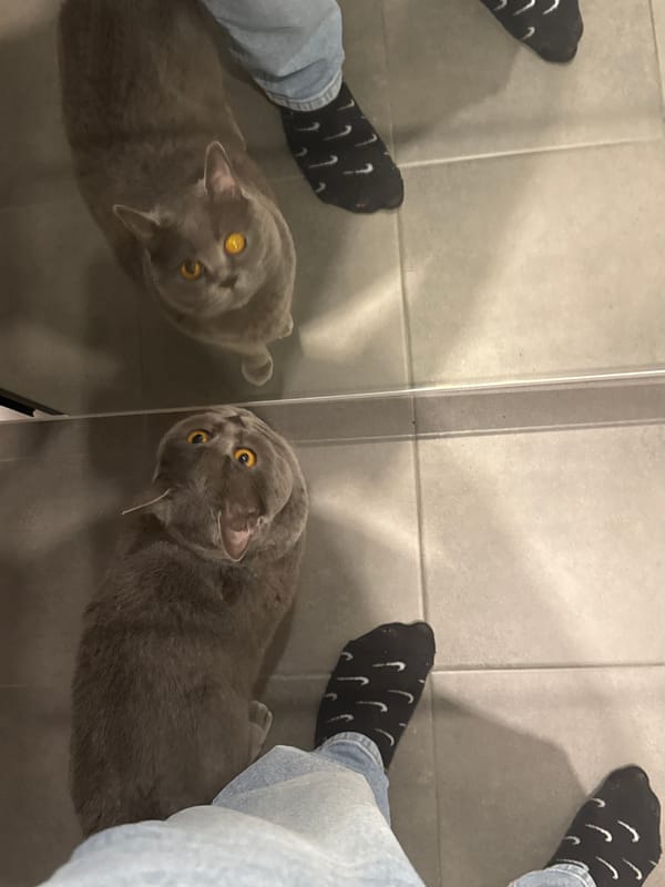 Person documents cat moments in Stara Zagora apartment