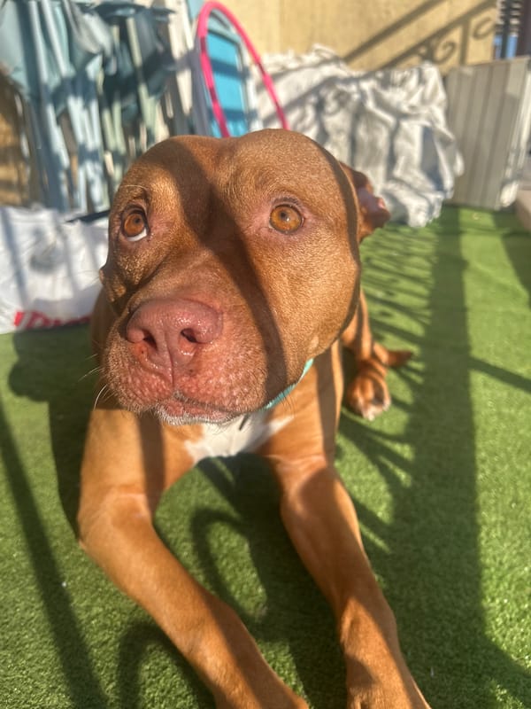 Brown dog spotted resting in urban green space