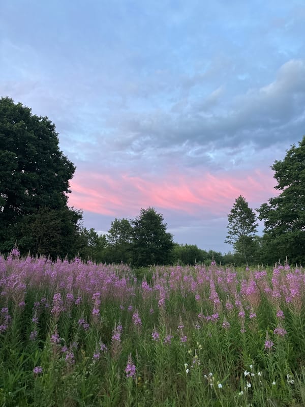 Fireweed fields and home baking on a Belarus summer evening