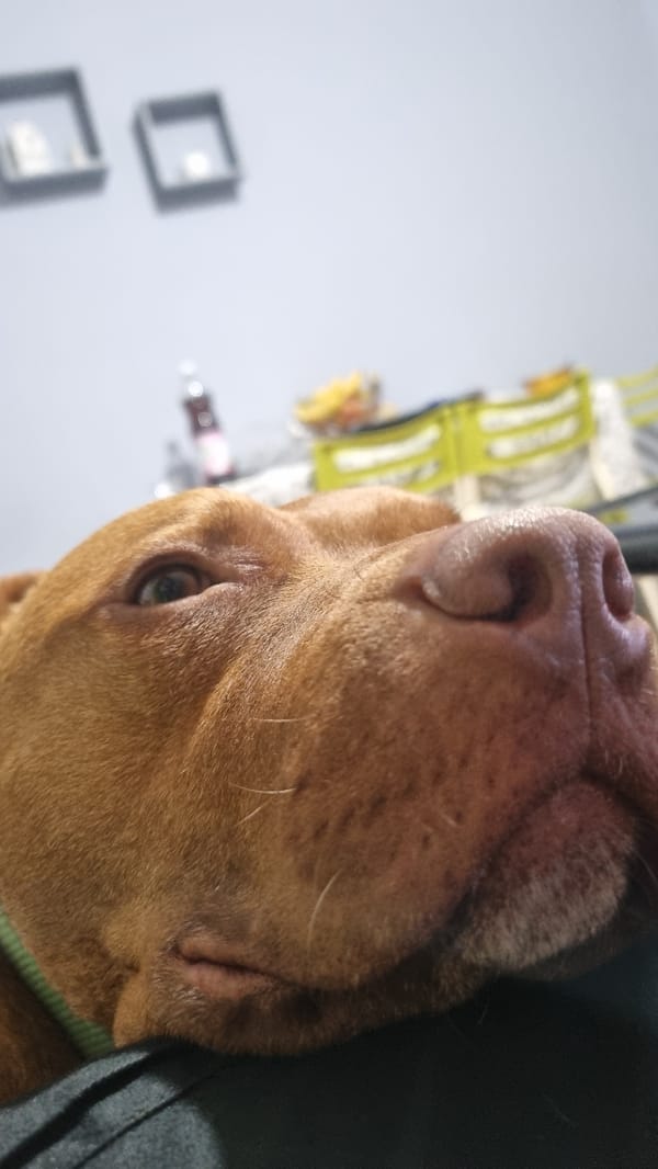 Brown dog with blue collar photographed resting on furniture