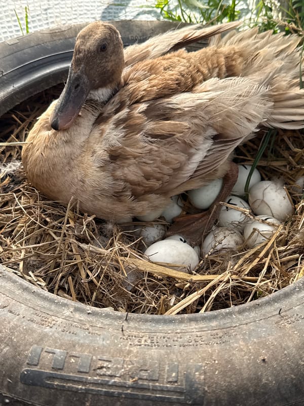 Duck nests in an old tire in rural Lithuania