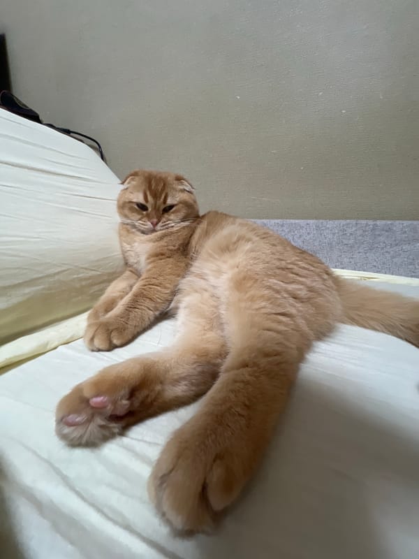 Ginger Scottish Fold cat photographed relaxing indoors in Voronezh