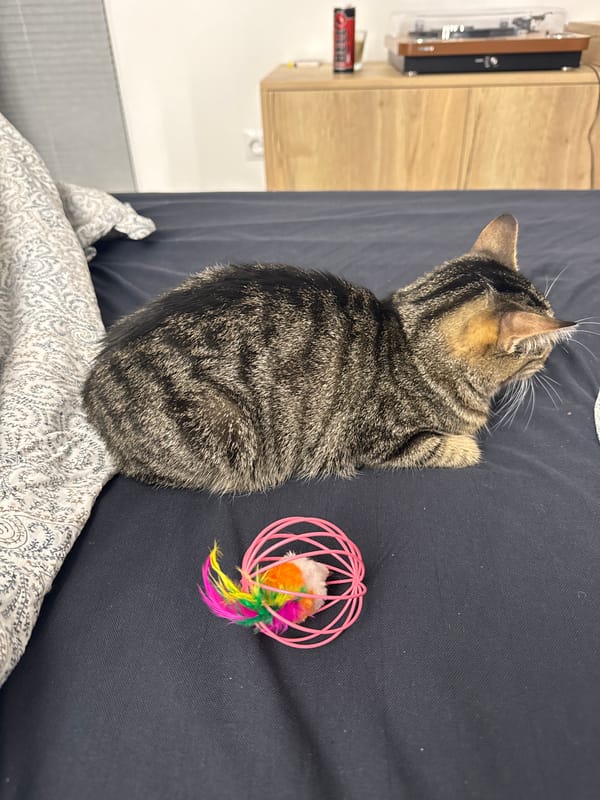 Tabby cat plays with feathered toy in Plovdiv home