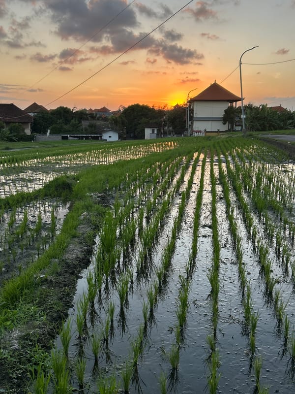 Sunset over a rural rice paddy, sky ablaze with warm color.