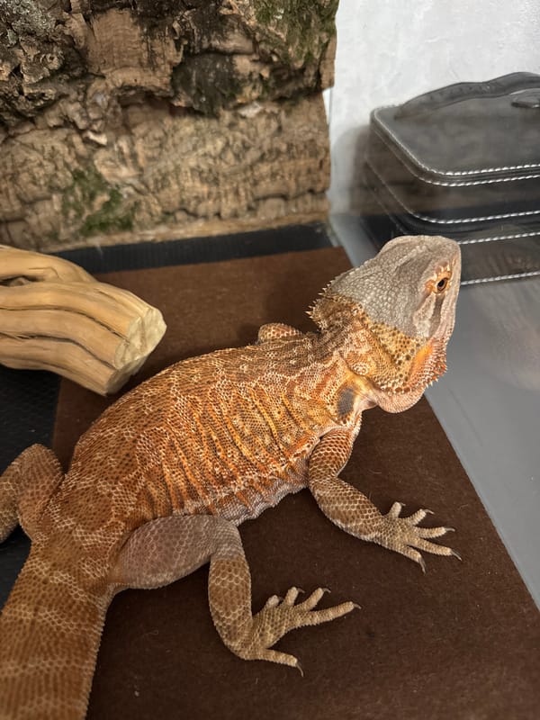Bearded dragon and street observations recorded in Yakhroma