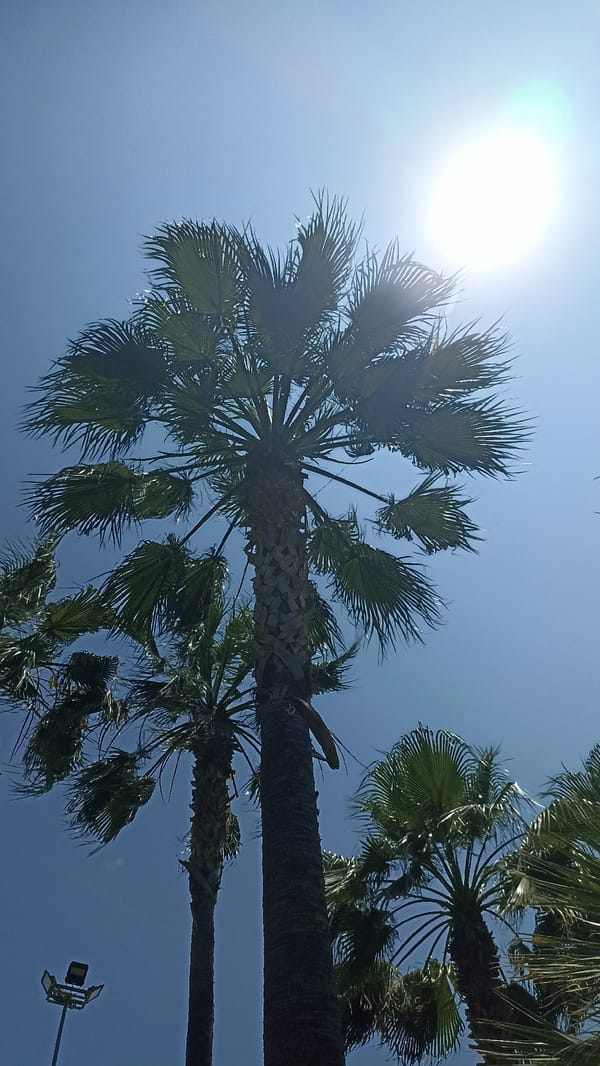 Sunny morning scenes documented in Yenişehir, Turkey