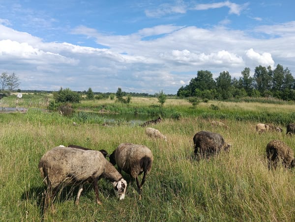 Sheep and goats grazing in a field beside still water