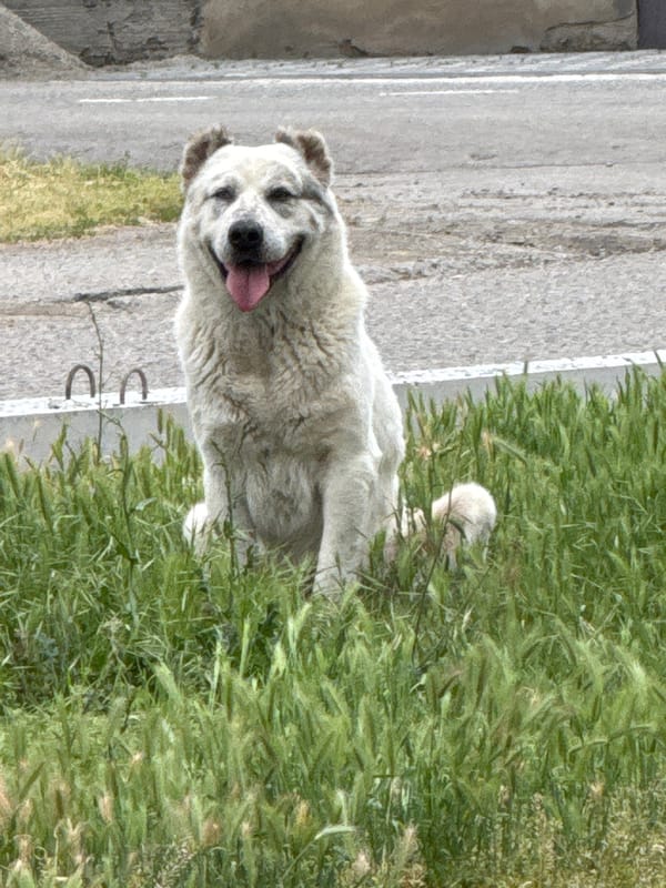 Dogs relaxing in grass and on pavement, early morning