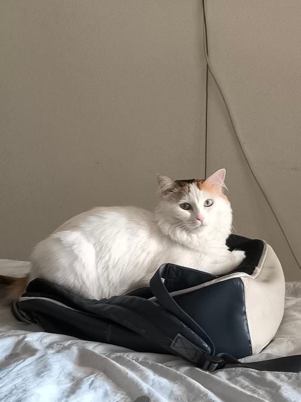 Cat on a duffel bag and a casual portrait, Setúbal