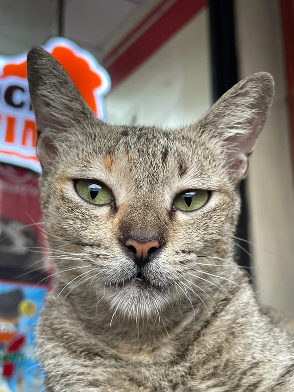 Up-close portrait series of a green-eyed tabby in Davao