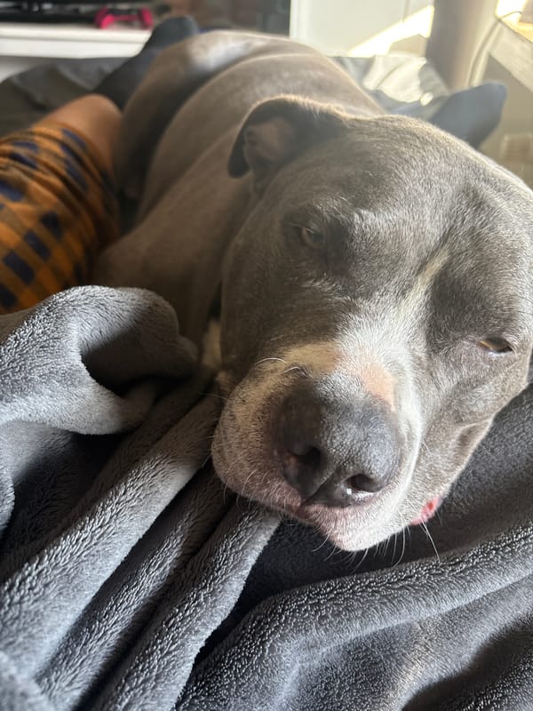 Dog rests on blanket in Luxembourg indoor setting
