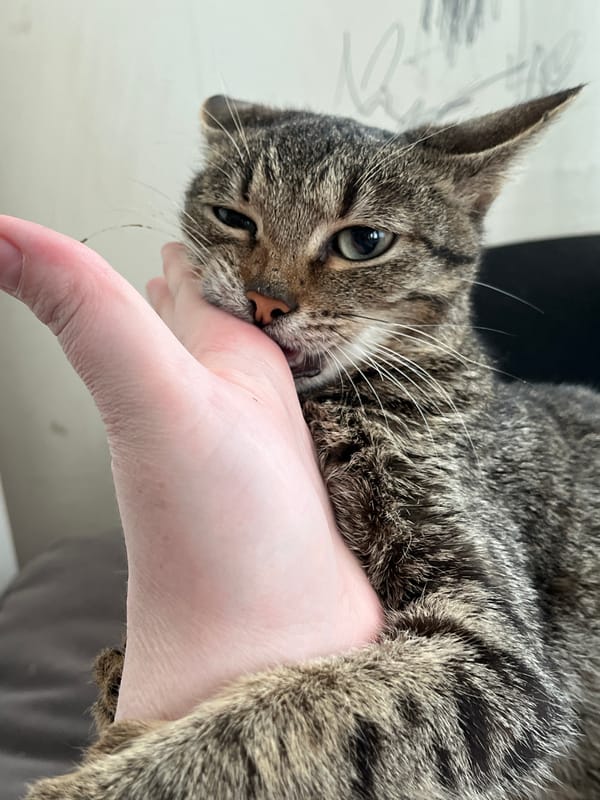 Woman holds playful tabby cat in Russian village