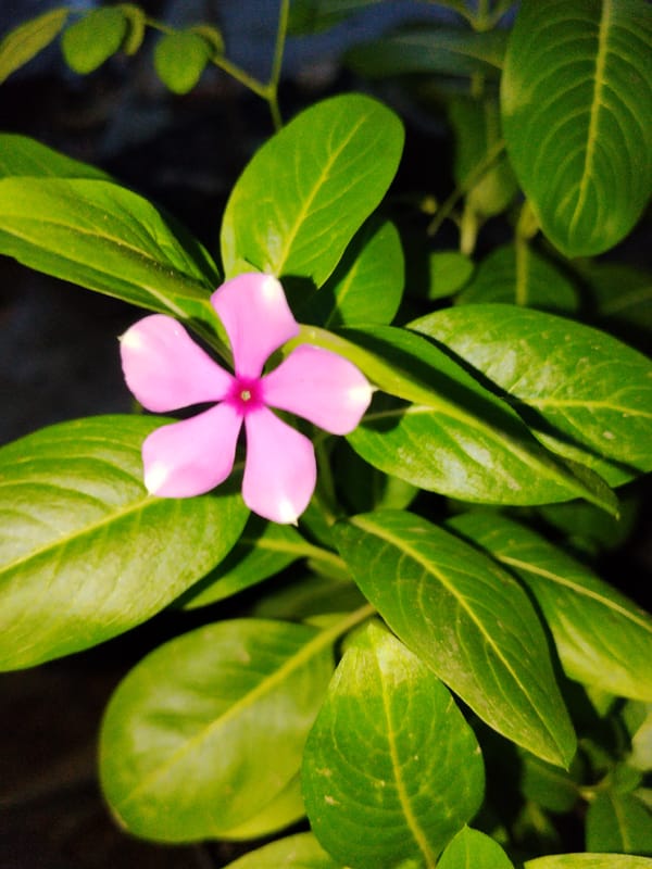 Morning nature photography session captures tropical flora in Lhokseumawe