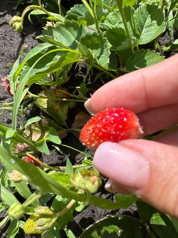 Summer backyard life in Lozuvatka — garden details and pool fun