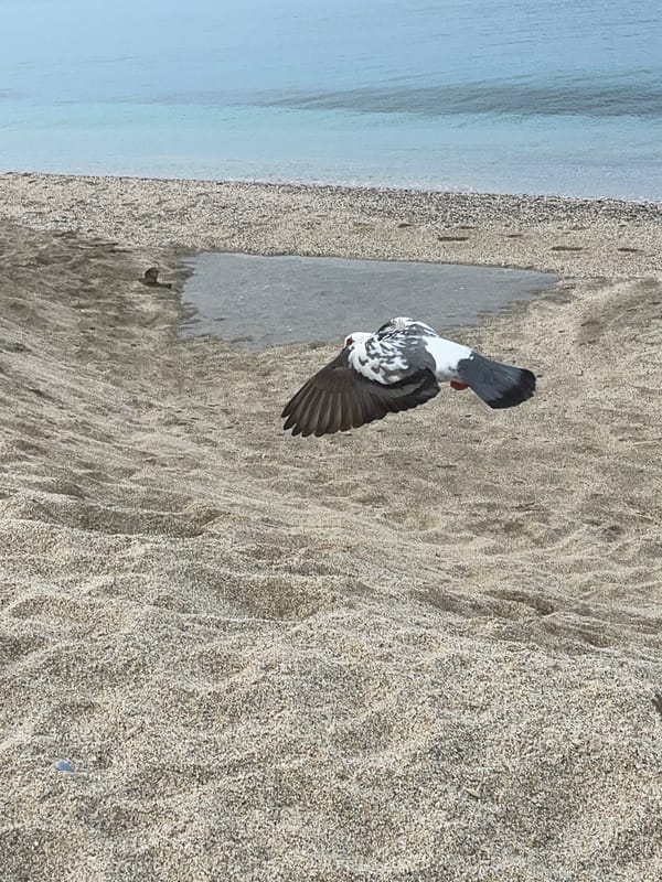 Early morning beach scenes documented along Alanya's Mediterranean coast