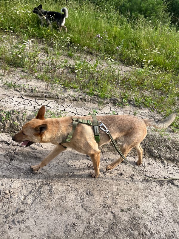 Dogs roaming and playing along a rural path near Nizhny Tagil