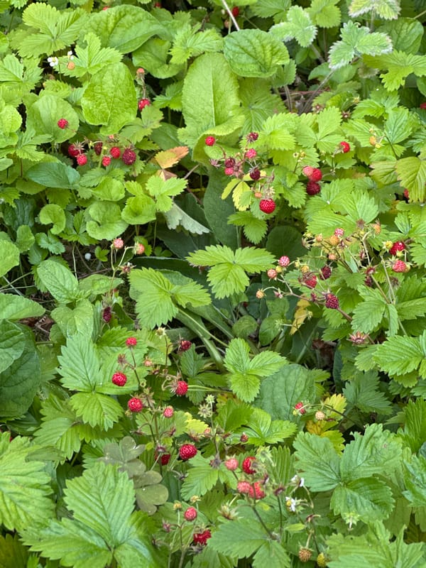 Morning garden walk captures Zagreb's blooming urban flora