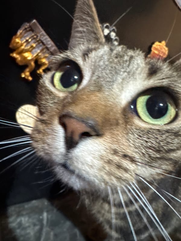 Tabby cat photographed in multiple close-up shots in Desborough