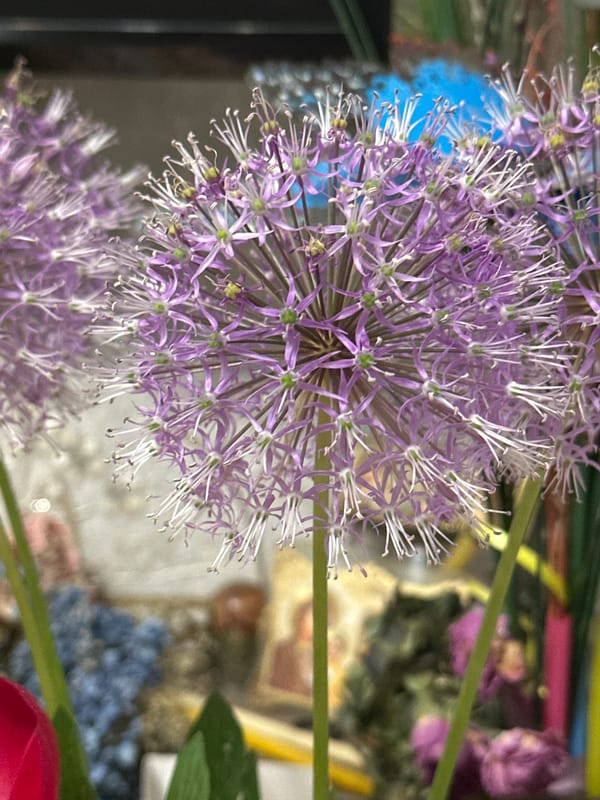 Spring flowers bloom across Minsk streets and gardens