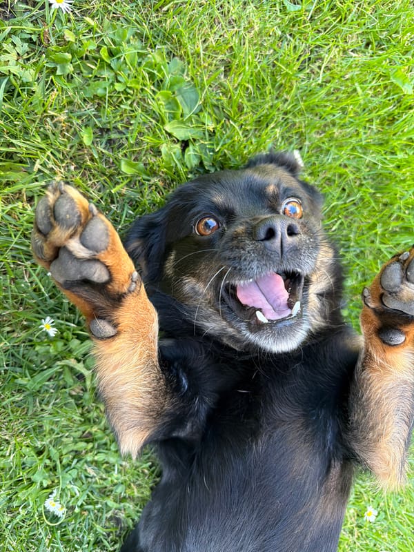 Dogs, outfits, and a backyard grill in Kozova
