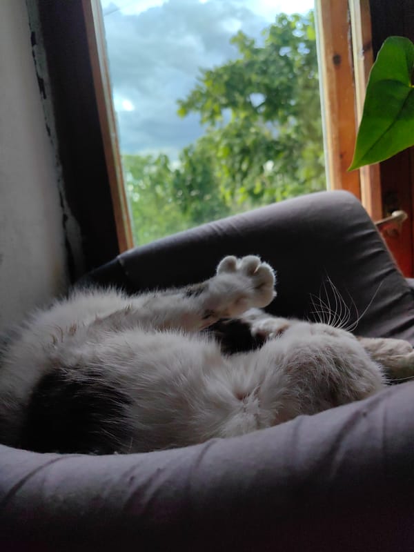 Cat care and weather moments captured across hour timespan
