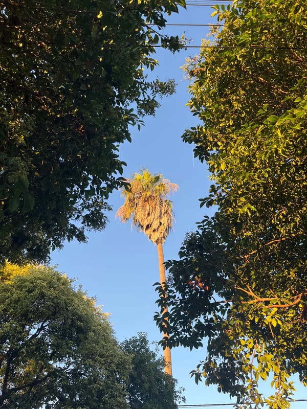 Clear sky view through tree canopy in Cordoba