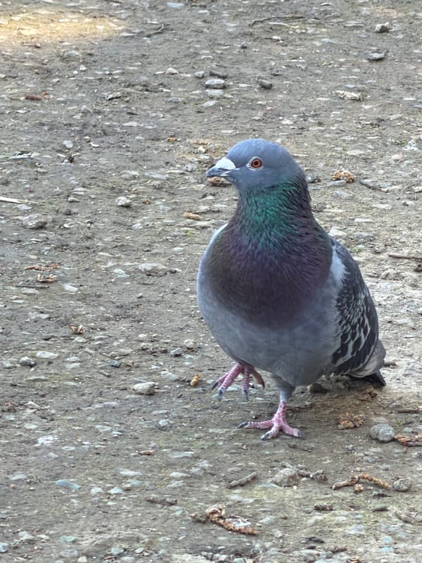 Pigeons and ducks gather at Maidstone pond on sunny afternoon