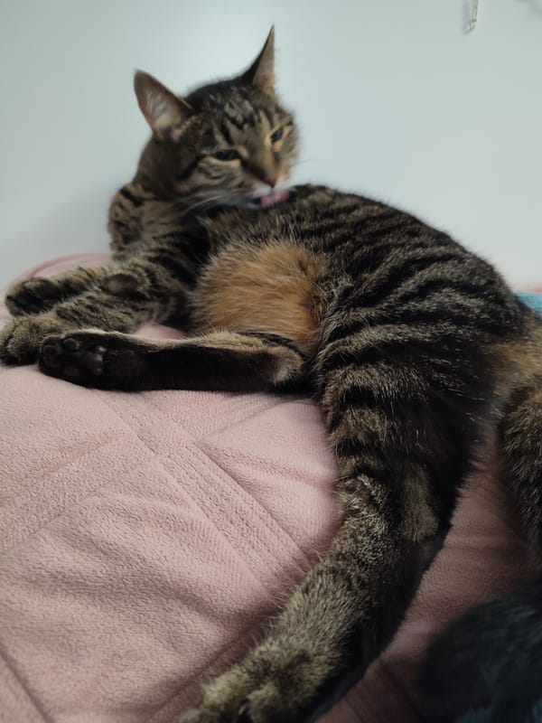 Tabby cat grooming on a pink blanket in Murino apartment