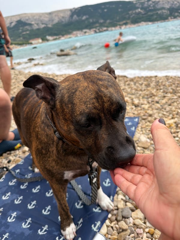 Dog and beach day on Croatia's pebble coast