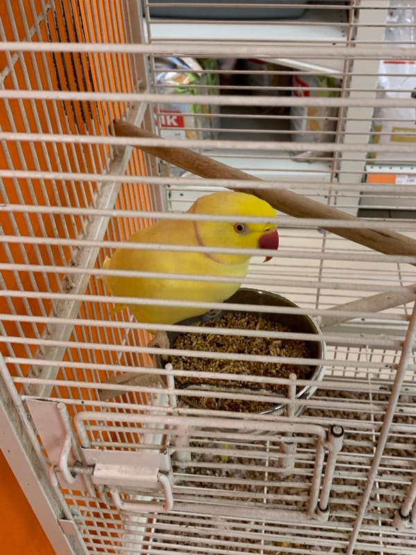 Caged parrots observed feeding in Stavropol aviaries