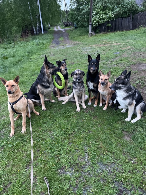 Multiple dogs gather in formation on grass in Nizhny Tagil