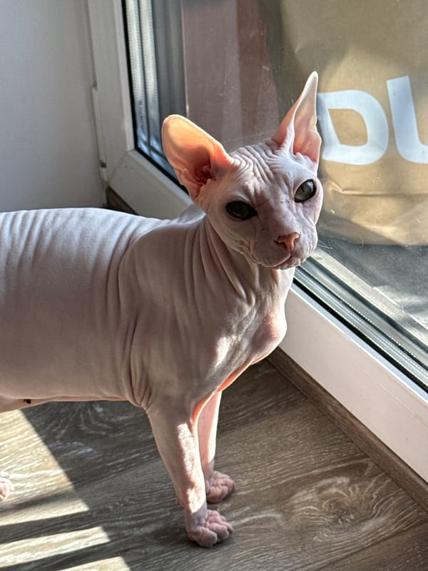 Sphynx cat photographed in sunlit Krasnoyarsk home