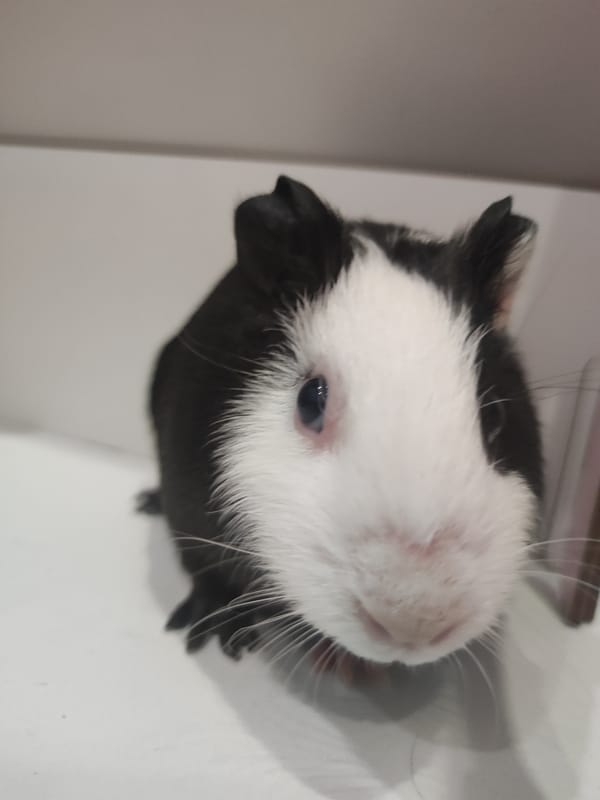 Girl celebrates birthday with guinea pig in Votkinsk