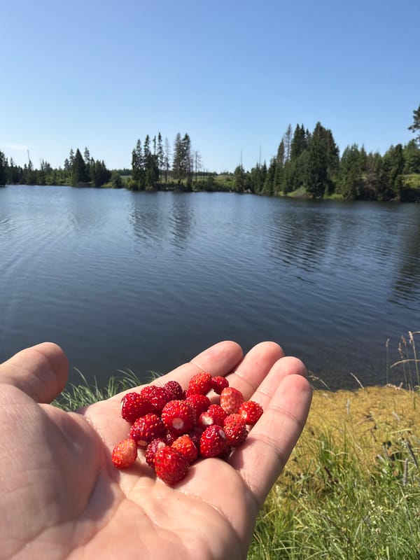 Wild strawberries and blue butterflies on a Russian summer morning