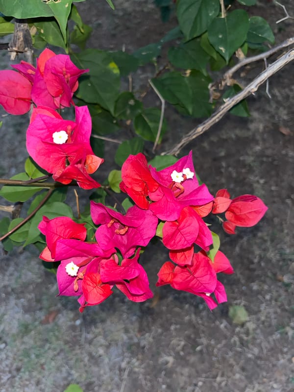 Tabby cat spotted in sink and on tiles in Tinaquillo