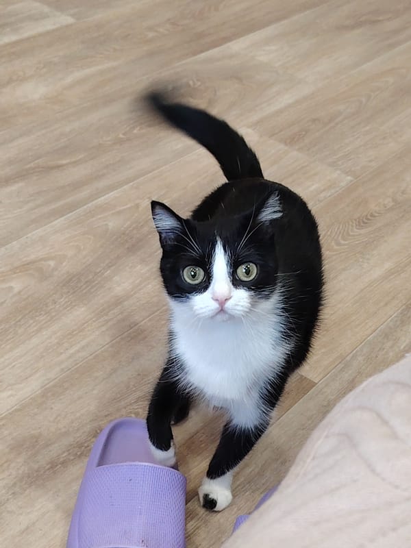 Black and white cat with yellow-green eyes spotted