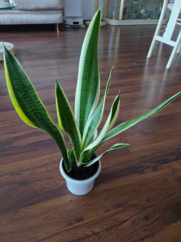 Houseplants around a Brno home