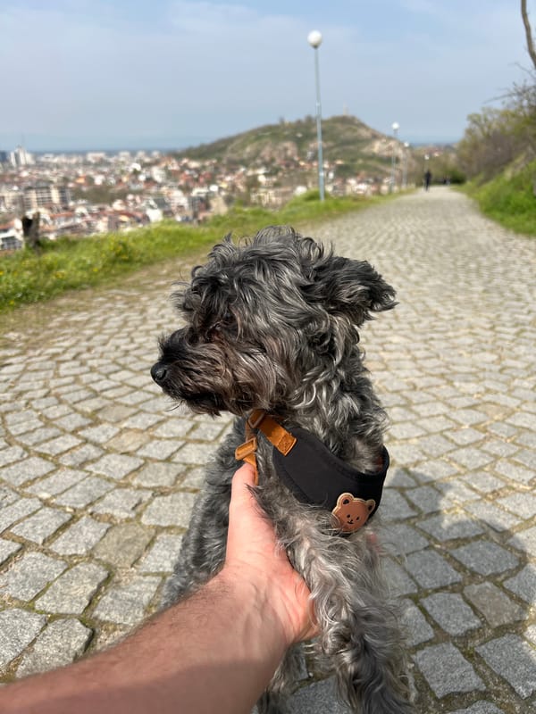 Schnauzer with bear patch harness spotted on Plovdiv cobblestone path