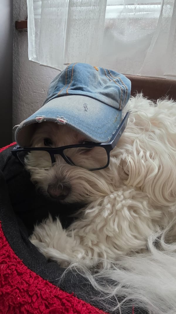 Pet owner documents dressed-up dog and guinea pigs in Bulgaria