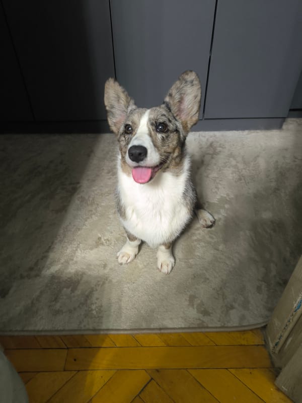 Merle Corgi puppy with heterochromia photographed at home in Korolyov