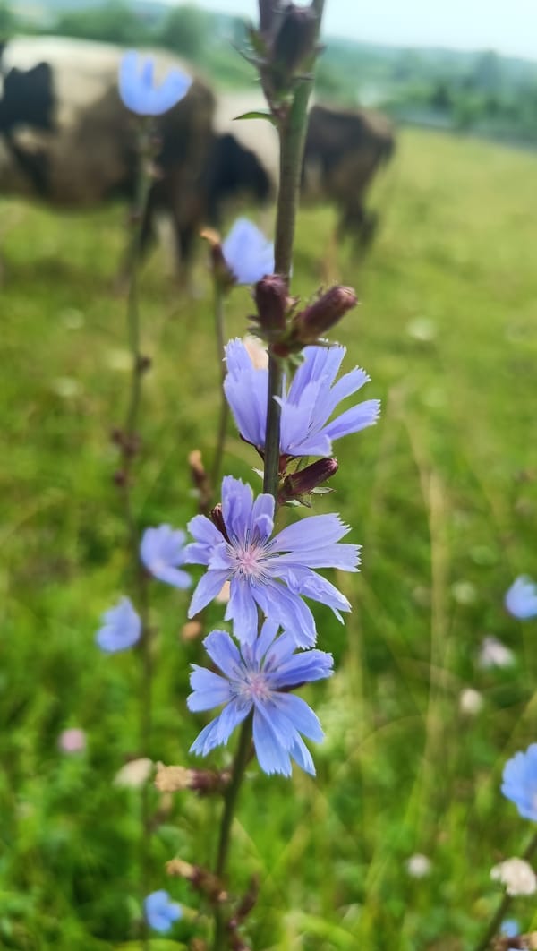 Wildflowers and grazing cattle in a Russian summer meadow