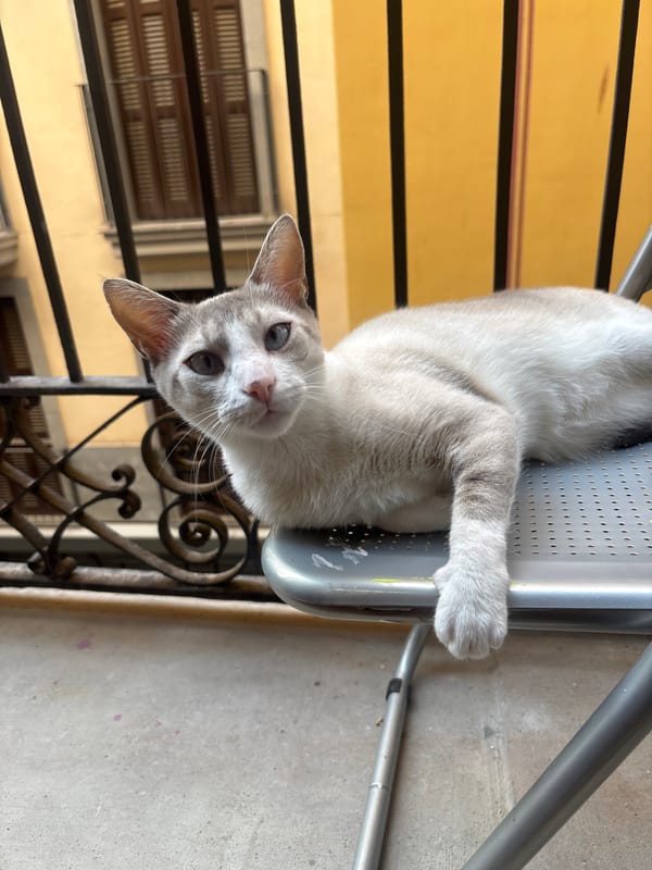 Cat fully owns a balcony chair in Barcelona