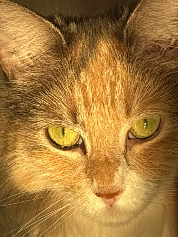 Calico cat, rings, flowers, and textures from one afternoon