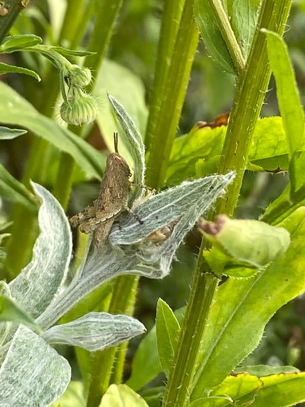 Backyard nature and animals on a summer afternoon in Barajevo