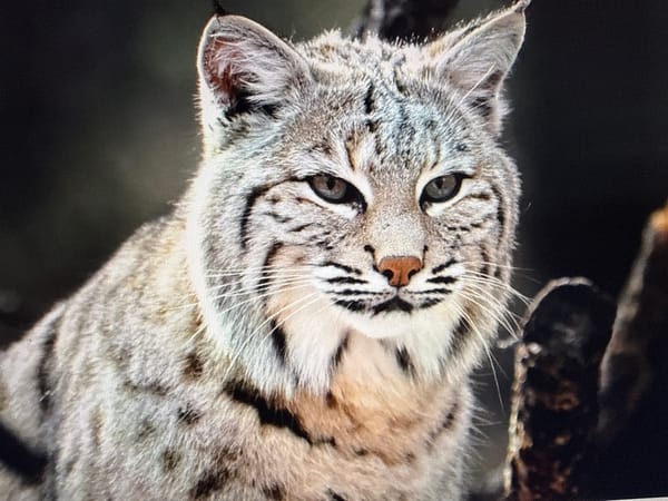 Bobcat close-up showing spotted fur and pointed ears