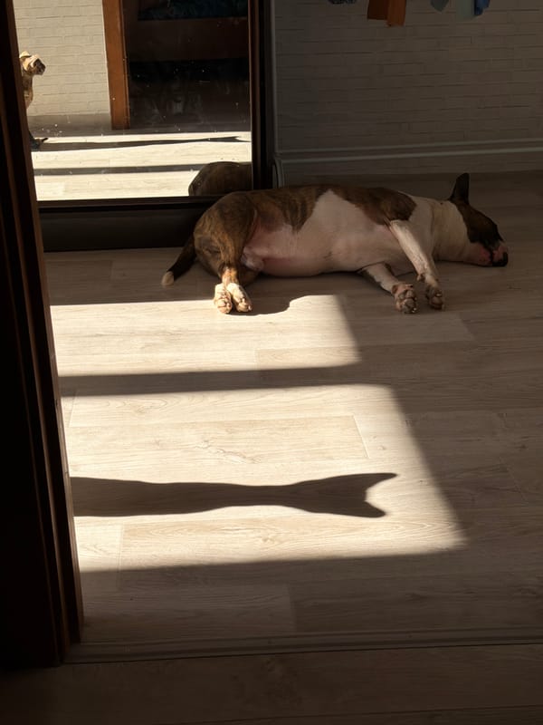 Quiet morning moments with pets captured in Chaikovsky home
