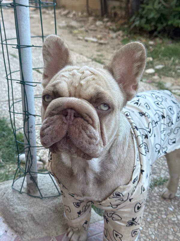French Bulldogs lounging and exploring a backyard in San Benedetto del Tronto