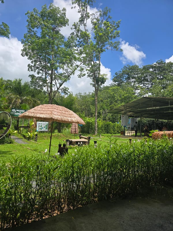 Tourist attraction Lily Elephant Camp documented by witnesses