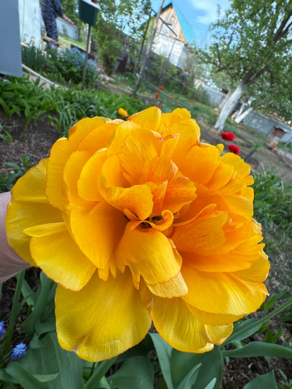 Spring flowers documented in bloom across Dubovaya gardens