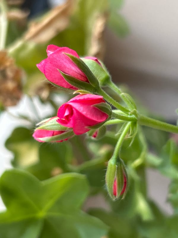 Geraniums on a Plovdiv balcony, late summer evening.